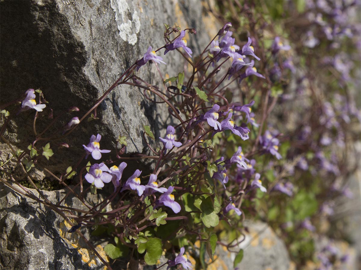 Cymbalaria muralis